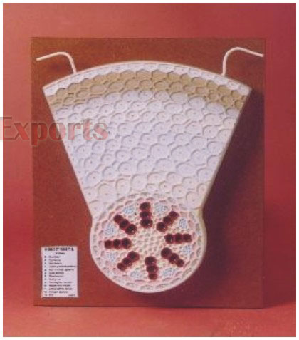 MONOCOT ROOT T.S.